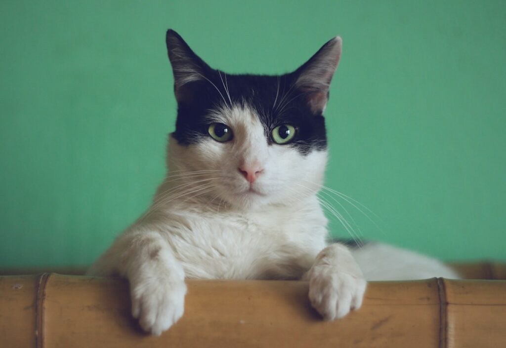 Кошка мурлыканье