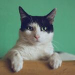Кошка мурлыканье