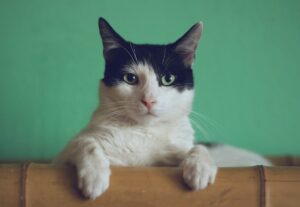 Кошка мурлыканье